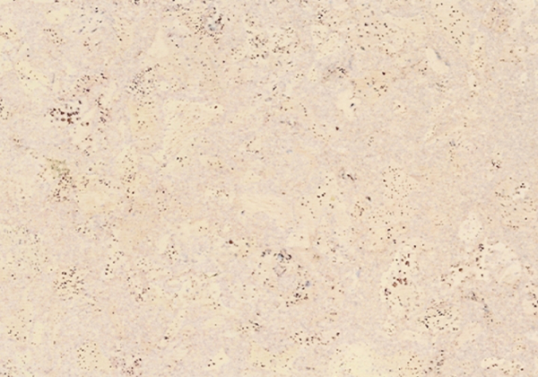 Пробковый пол Corkstyle EcoCork Madeira White